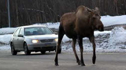 moose az utcan2004